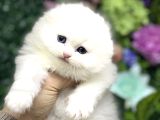 Toy poodle yavrularımız