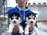 Maskeli̇ A Kali̇te Husky Yavrular