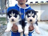Maskeli̇ A Kali̇te Husky Yavrular