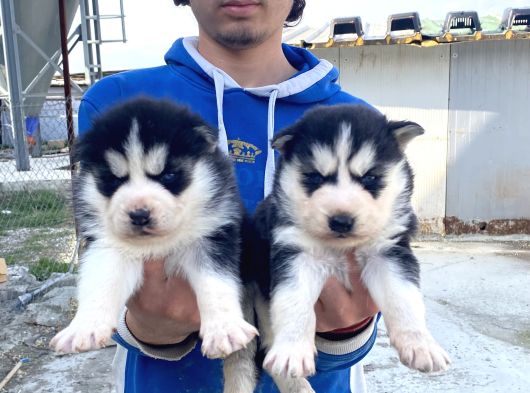 Maskeli̇ A Kali̇te Husky Yavrular görsel