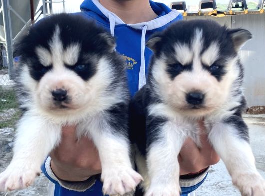 Maskeli̇ A Kali̇te Husky Yavrular görsel