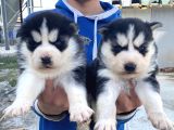 Maskeli̇ A Kali̇te Husky Yavrular