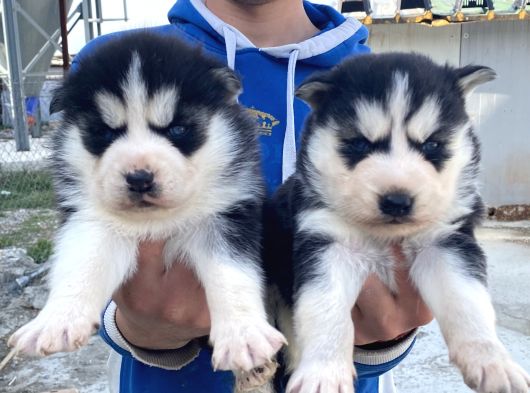 Maskeli̇ A Kali̇te Husky Yavrular görsel