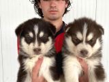 Kizil Mavi̇ Göz Husky Yavrulari