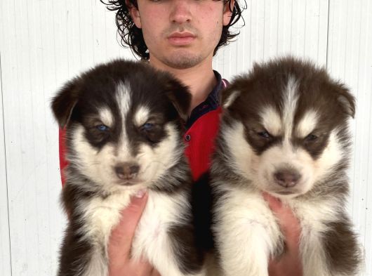 Kizil Mavi̇ Göz Husky Yavrulari görsel