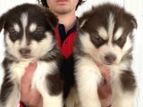 Kizil Mavi̇ Göz Husky Yavrulari