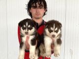 Kizil Mavi̇ Göz Husky Yavrulari