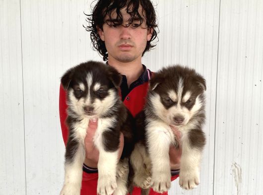 Kizil Mavi̇ Göz Husky Yavrulari görsel