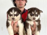 Kizil Mavi̇ Göz Husky Yavrulari