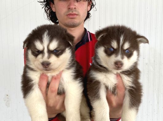 Kizil Mavi̇ Göz Husky Yavrulari görsel