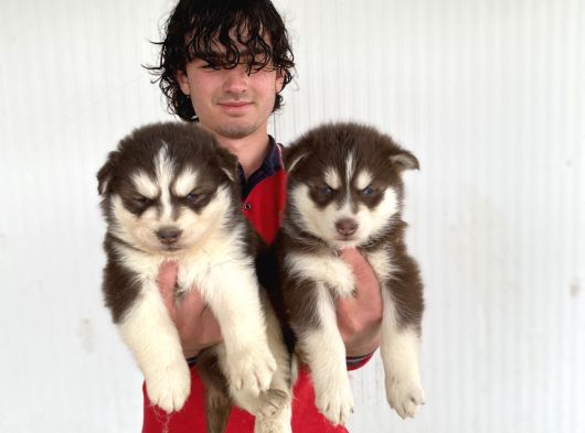 Kizil Mavi̇ Göz Husky Yavrulari