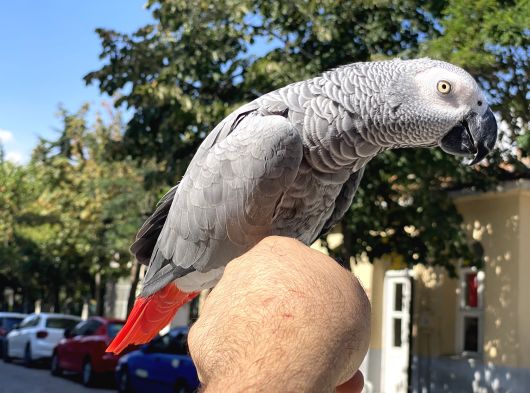 Konuşan Jako Papağanimiz