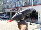 Konuşan Jako Papağanimiz