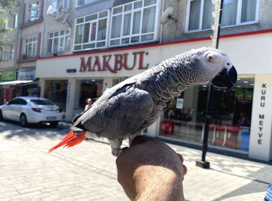 Konuşan Jako Papağanimiz görsel