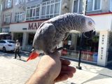Konuşan Jako Papağanimiz