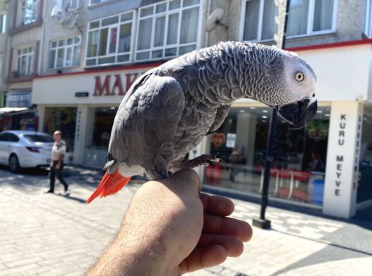 Konuşan Jako Papağanimiz görsel
