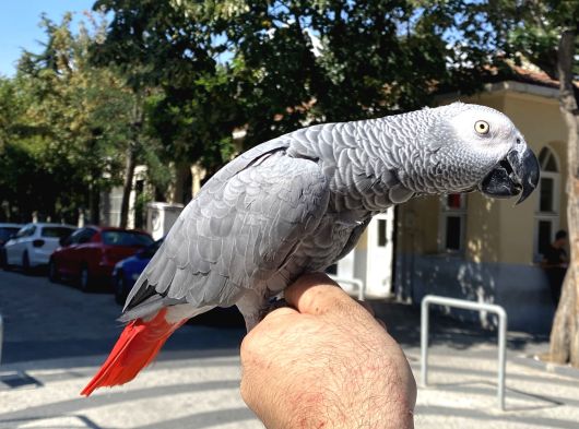 Konuşan Jako Papağanimiz görsel