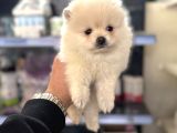 Her Renk Pomeranian Yavrumuz Mevcuttur