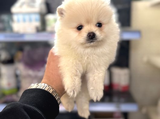 Her Renk Pomeranian Yavrumuz Mevcuttur görsel