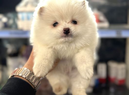 Her Renk Pomeranian Yavrumuz Mevcuttur görsel