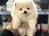 Her renk pomeranian yavrumuz mevcut