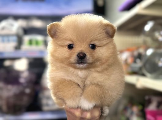 Her Renk Pomeranian Yavrumuz Mevcuttur