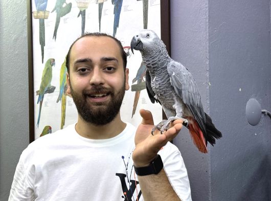 100 Keli̇me Konuşan Evci̇l Eği̇ti̇mli̇ Jako Papağani