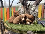 Poddle Ayarında Malti̇po Bebekler