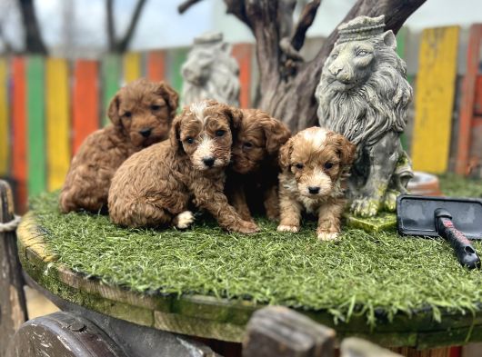 Poddle Ayarında Malti̇po Bebekler görsel