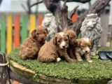Poddle Ayarında Malti̇po Bebekler