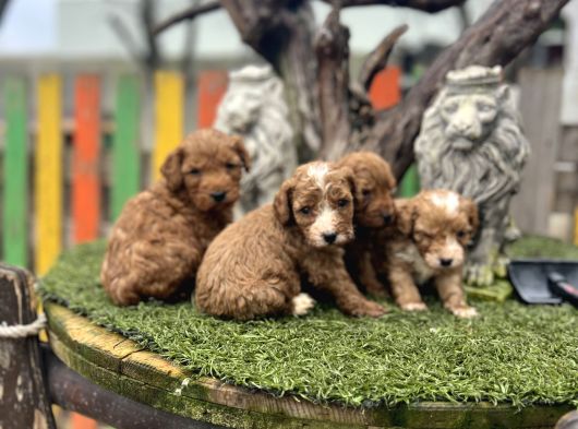 Poddle Ayarında Malti̇po Bebekler görsel
