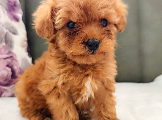 Toy Poodle Yavrularımız görsel