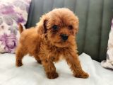 Toy Poodle Yavrularımız