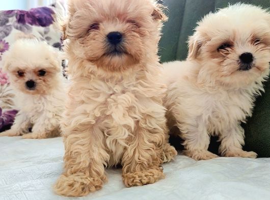 Morkie Yavrularımız