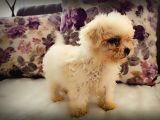 Morkie Yavrularımız
