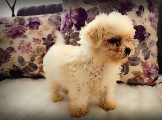 Morkie Yavrularımız görsel