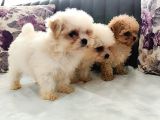 Morkie Yavrularımız