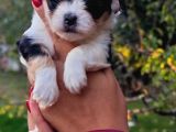 Morkie Yavrularımız
