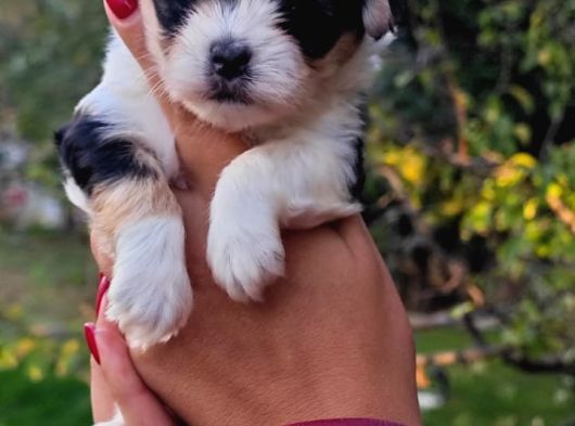 Morkie Yavrularımız görsel
