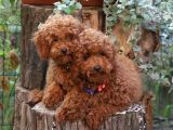 Toy Poodle Yavrularımız