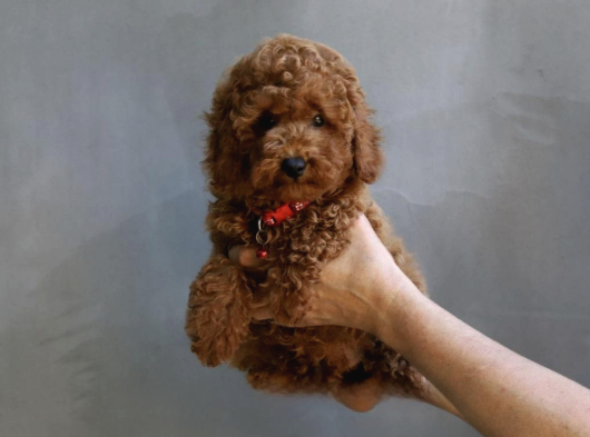 Toy Poodle Yavrularımız görsel
