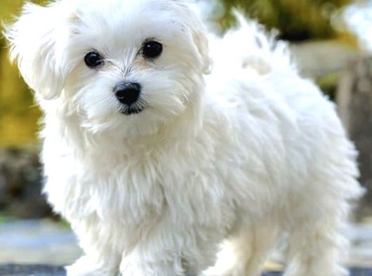 Maltese Yavrularımız