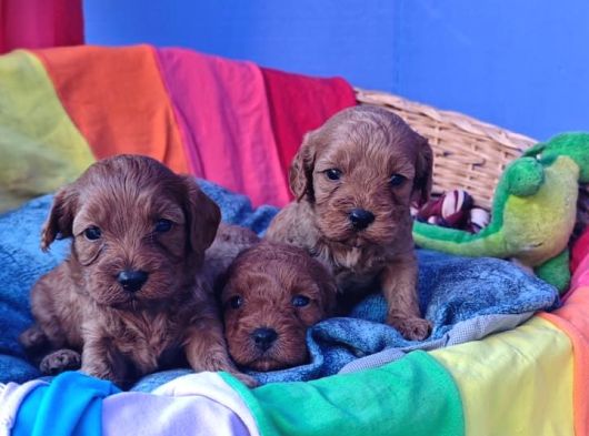 Cavapoo Yavrularımız