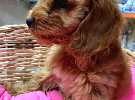 Cockapoo Yavrularimiz görsel