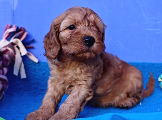 Cockapoo Yavrularimiz görsel