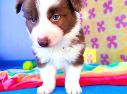 Border Collie Yavrularımız görsel