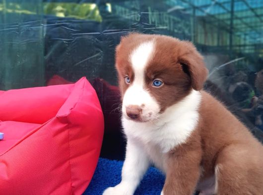 Border Collie Yavrularımız görsel