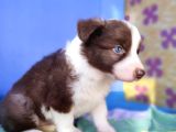 Border Collie Yavrularımız