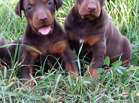 King Doberman görsel
