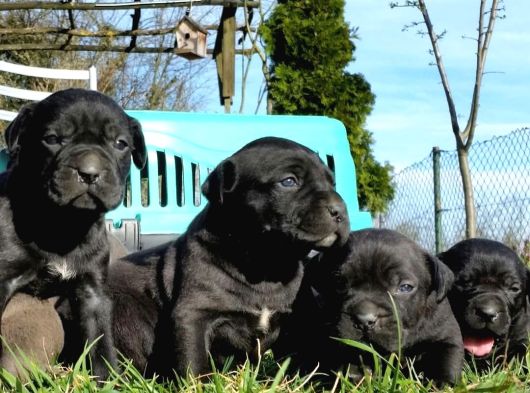 A Class Cane Corso görsel